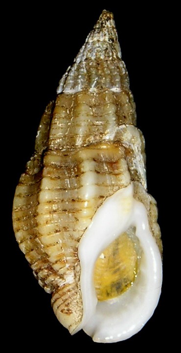 Nassarius reticulatus (L., 1758)